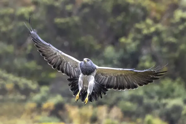 File:Black-chested buzzard-eagle (Geranoaetus melanoleucus australis) landing Chingaza.jpg