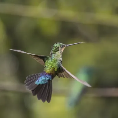 File:Blue-throated starfrontlet (Coeligena helianthea) female in flight Cundinamarca.jpg
