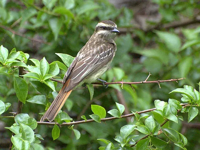 File:Empidonomus varius (cropped).jpg