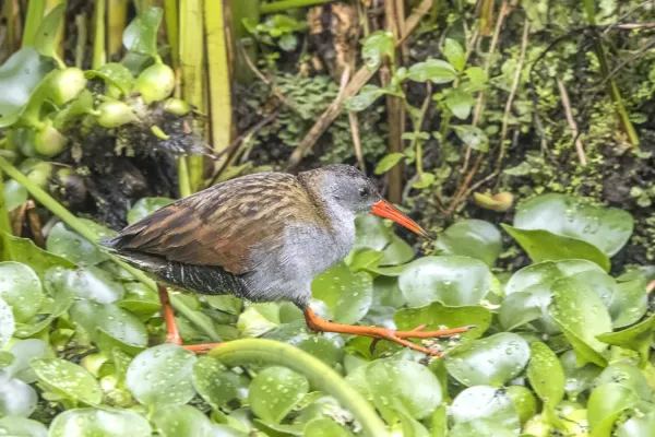 File:Bogota rail (Rallus semiplumbeus) Cundinamarca.jpg
