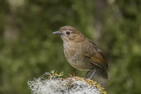 File:Brown-banded antpitta (Grallaria milleri) Caldas.jpg