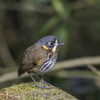 File:Crescent-faced antpitta (Grallaricula lineifrons) Caldas.jpg