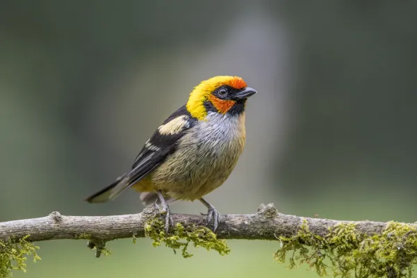File:Flame-faced tanager (Tangara parzudakii parzudakii) Cundinamarca.jpg