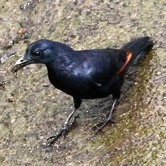 File:Onychognathus neumanni.jpg