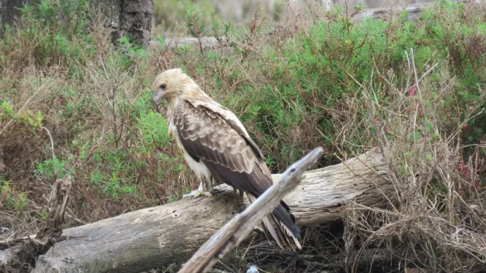 File:Whistling kite (Haliastur sphenurus) on the Serpentine River, Barragup, August 2023 02.jpg