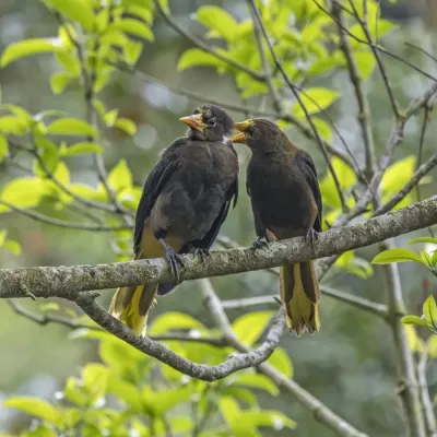 File:Russet-backed oropendolas (Psarocolius angustifrons salmoni) pair grooming Las Tangaras.jpg