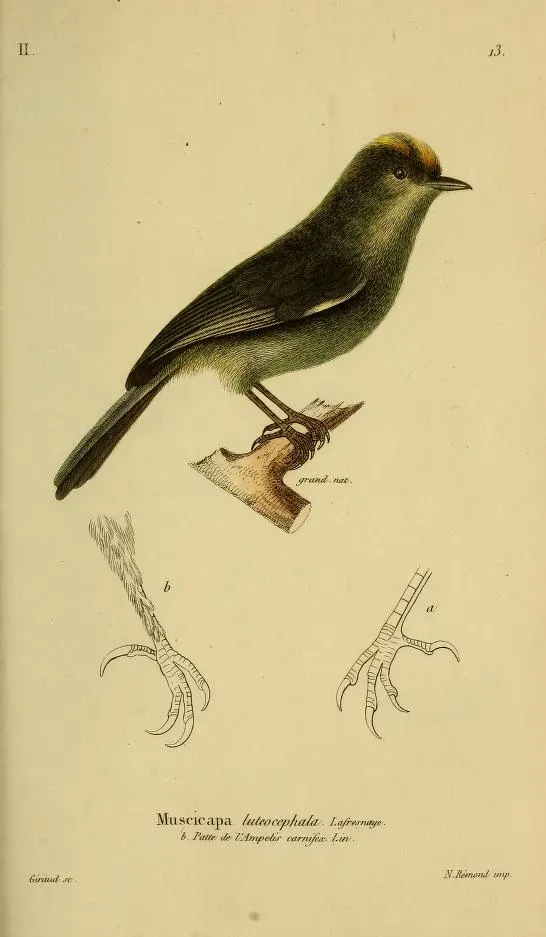 File:Muscicapa luteocephala (Neopelma chrysolophum); Magasin de Zoologie.jpg