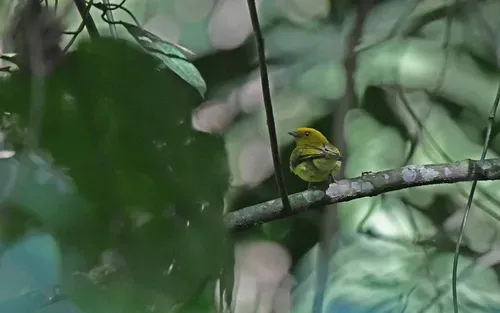 File:Chloropipo flavicapilla Yellow-headed Manakin; Antioquia, Colombia.jpg