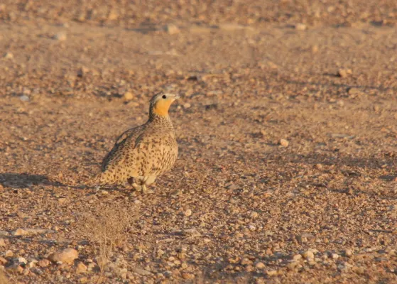 File:Pterocles senegallus 91396417.jpg