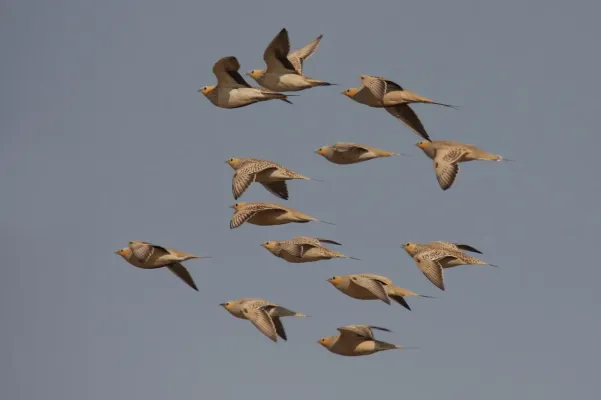 File:Pterocles senegallus 91410347.jpg