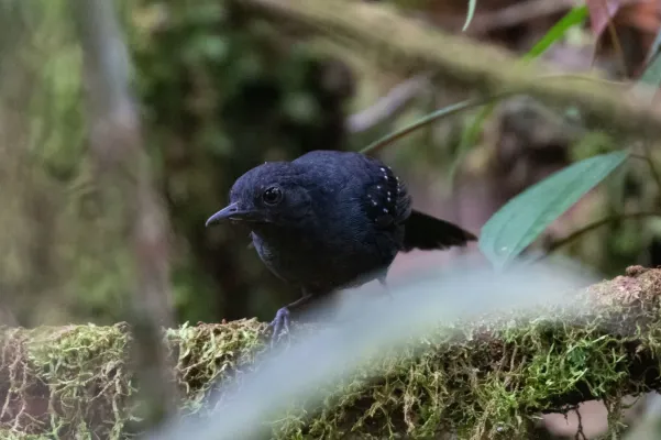 File:Myrmelastes leucostigma intensus ♂, Parque Nacional Yanachaga Chemillen, Peru 1.jpg