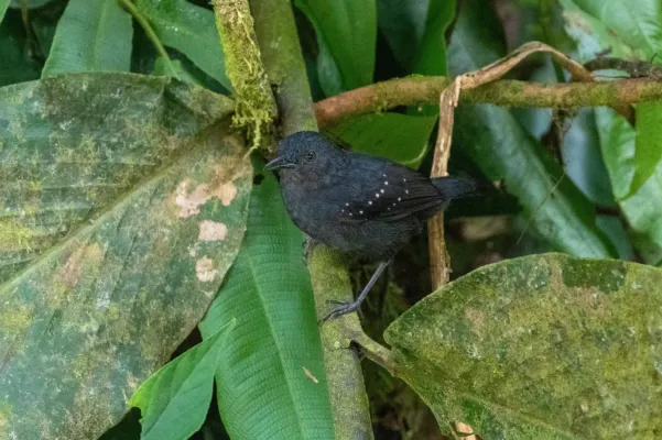 File:Myrmelastes leucostigma intensus ♂, San Matías San Carlos, Peru 1.jpg