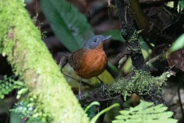 File:Myrmelastes leucostigma intensus ♀, Parque Nacional Yanachaga Chemillen, Peru 1.jpg