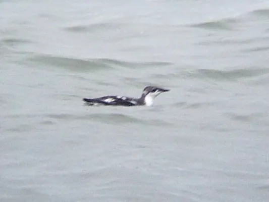 File:Brachyramphus perdix1.jpg