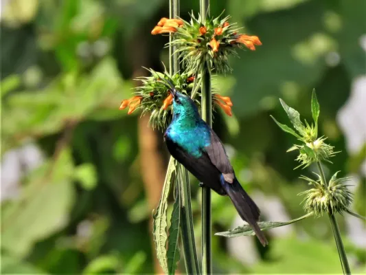 File:Cinnyris erythrocercus 48507360.jpg