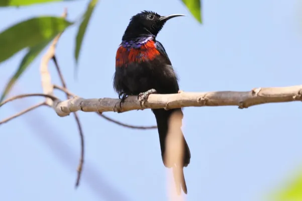 File:Cinnyris erythrocercus 242351411.jpg
