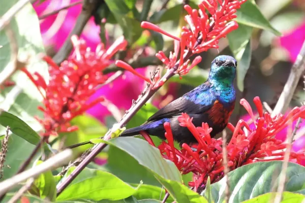 File:Cinnyris erythrocercus 242347599.jpg