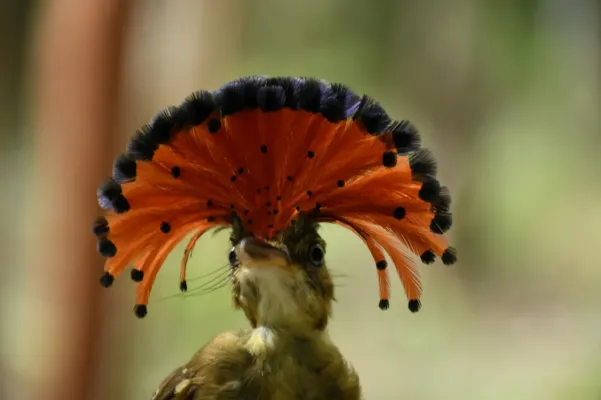 File:Onychorhynchus coronatus 126032798.jpg