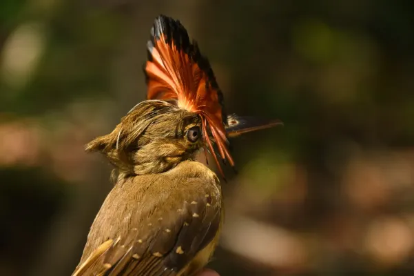 File:Onychorhynchus coronatus 126032858.jpg