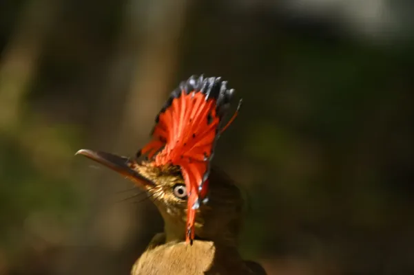 File:Onychorhynchus coronatus 126032920.jpg