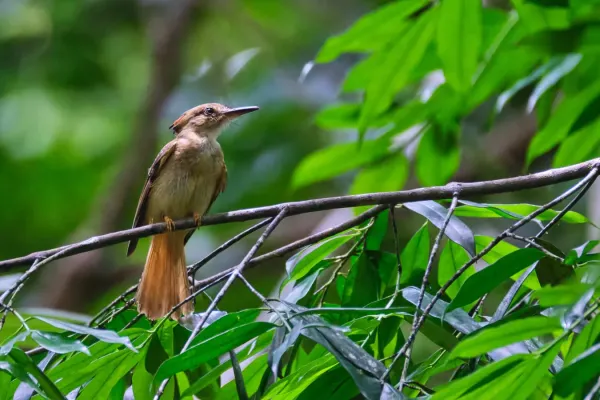 File:Onychorhynchus coronatus 205050743.jpg