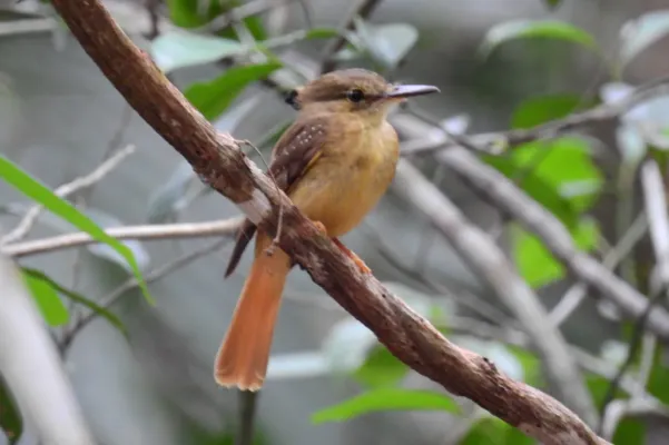 File:Onychorhynchus coronatus 20039356.jpg