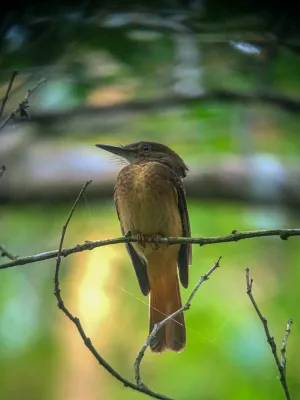 File:Onychorhynchus coronatus 258371384.jpg