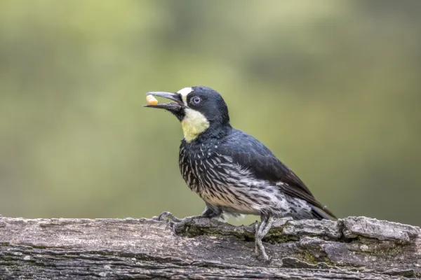 File:Acorn woodpecker (Melanerpes formicivorus flavigula) female Las Tangaras.jpg