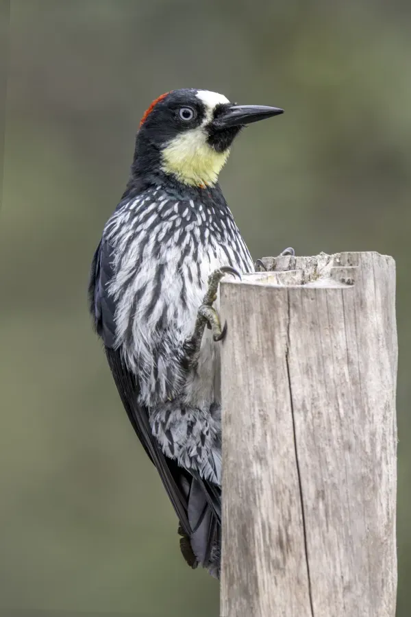 File:Acorn woodpecker (Melanerpes formicivorus flavigula) male Las Tangaras.jpg