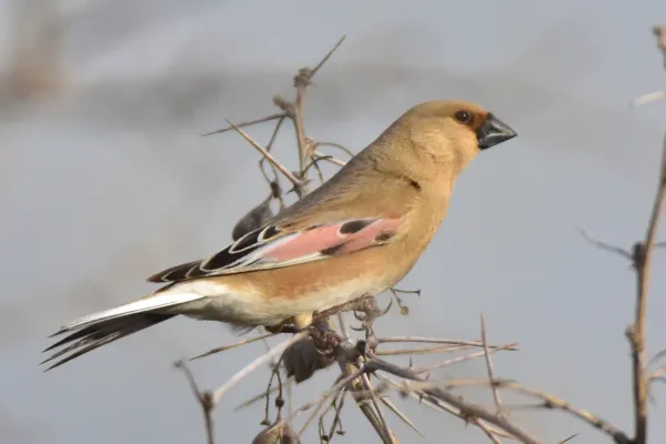 File:Rhodospiza obsoleta 268195788.jpg