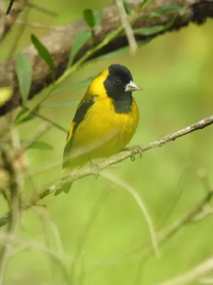 File:Spinus notatus 6249168.jpg