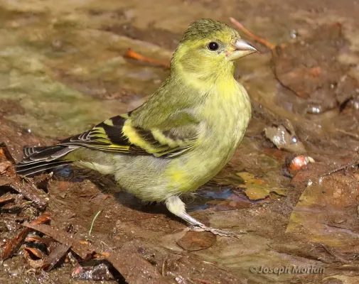 File:Spinus barbatus 254873308.jpg