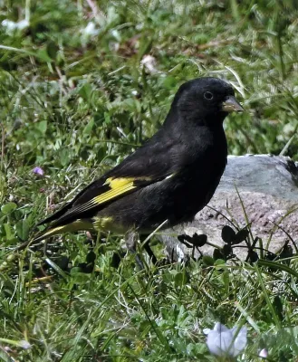 File:Spinus atratus 224977180.jpg