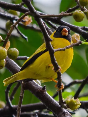 File:Linurgus olivaceus 63247072.jpg