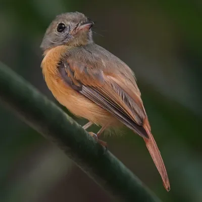File:Terenotriccus erythrurus 291025010.jpg
