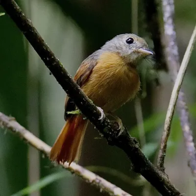 File:Terenotriccus erythrurus 57681741.jpg