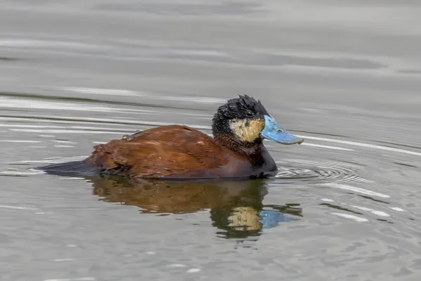 File:Andean duck (Oxyura ferruginea) male Cundinamarca.jpg
