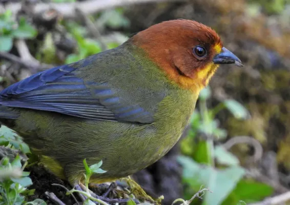 File:Atlapetes fulviceps 237653874.jpg