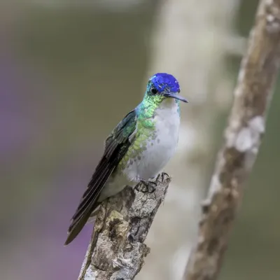 File:Andean emerald (Uranomitra franciae franciae) male Cundinamarca.jpg