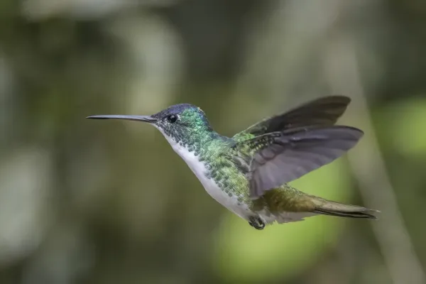 File:Andean emerald (Uranomitra franciae franciae) male in flight Las Tangaras.jpg