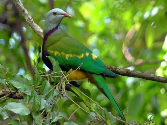 File:Ptilinopus magnificus 312184666.jpg