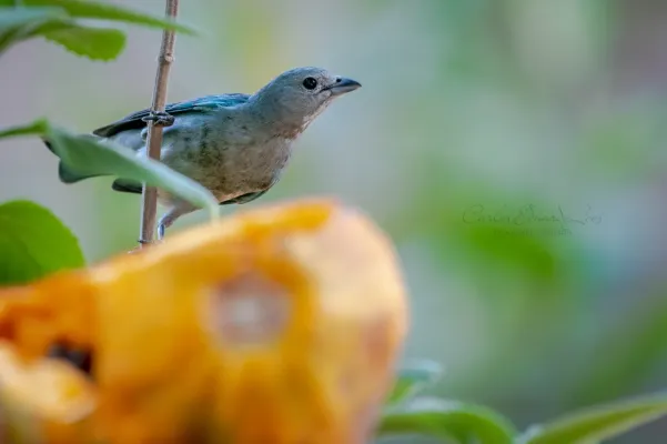 File:Azure-shouldered Tanager Thraupis cyanoptera (52196513377).jpg