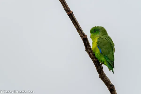 File:Cobalt-rumped parrotlet Forpus xanthopterygius (51672081727).jpg