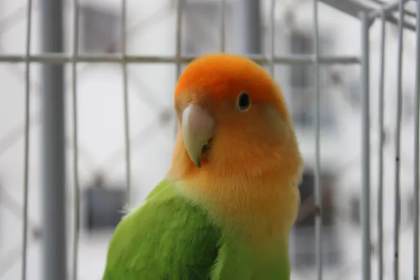 File:Agapornis roseicollis bird.jpg