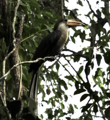 File:Anorrhinus austeni 272198307.jpg