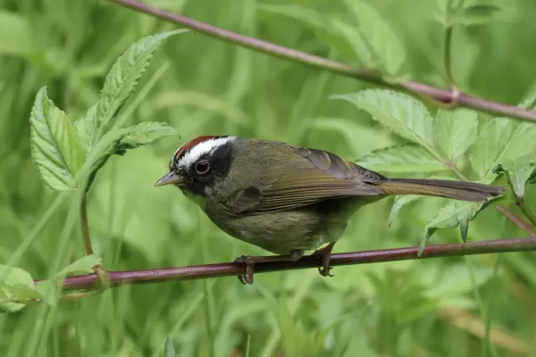 File:Basileuterus melanogenys 269755085.jpg
