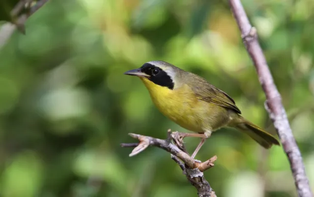 File:Geothlypis rostrata 94142211.jpg