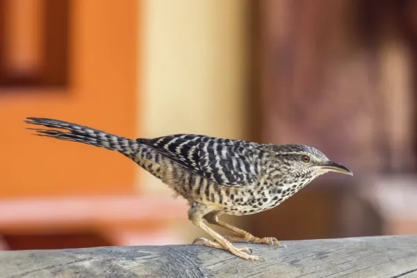 File:Band-backed wren (Campylorhynchus zonatus brevirostris) Antioquia.jpg