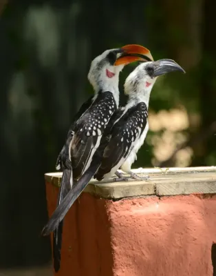File:Tockus jacksoni 136201865.jpg