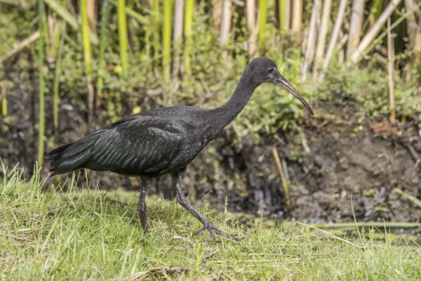 File:Bare-faced ibis (Phimosus infuscatus berlepschi) Cundinamarca.jpg